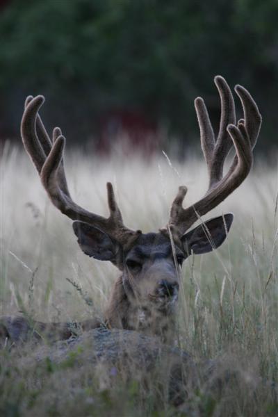 Trophy Mule Deer in my back yard