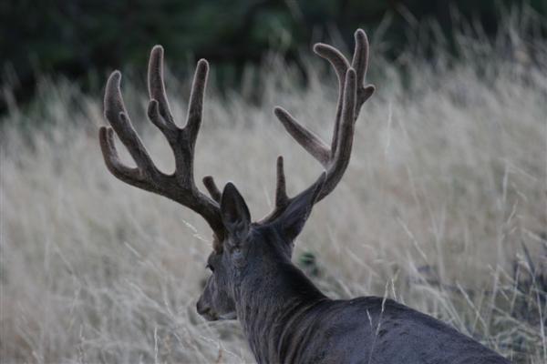 Trophy Mule Deer in my back yard