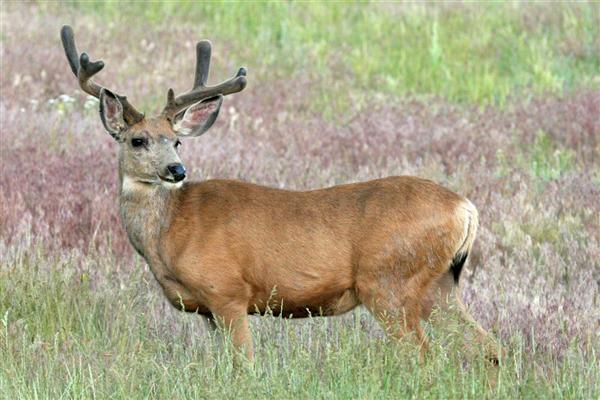 Mule Deer Buck with Summer Coat and Velvet Antlers