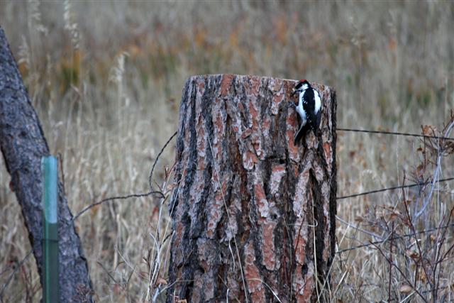 Male Downy Woodpecker