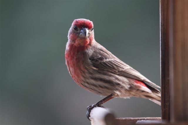 Common House Finch (Male)