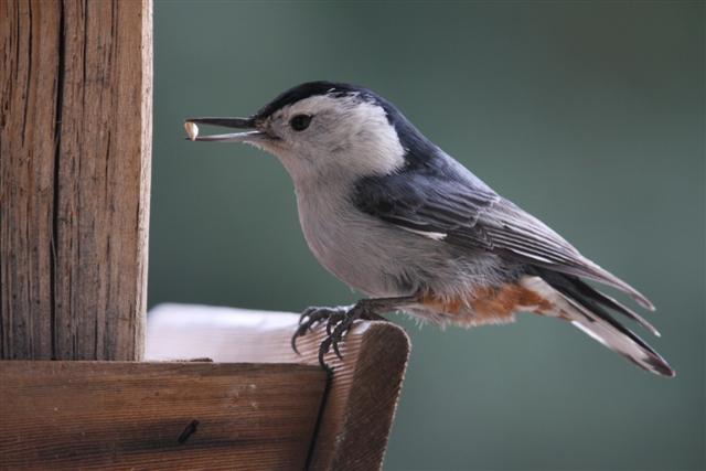 White-breasted Nuthatch