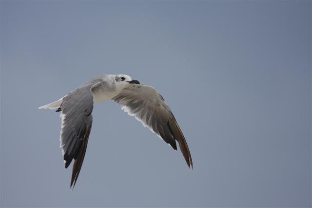 Laughing Gull(second winter)