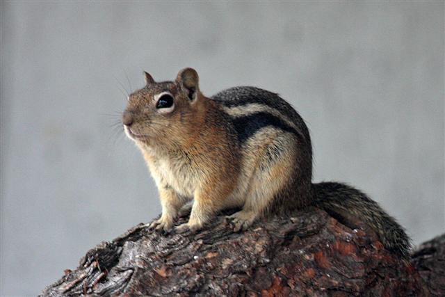 Colorado Chipmunk