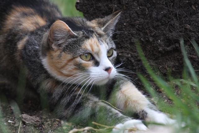 Kitty in the garden