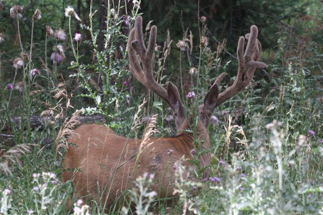 Mule Deer Buck in Velvet with atypical rack