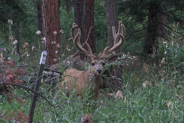 Mule Deer Buck in Velvet with atypical rack