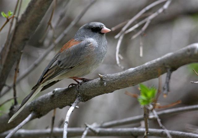 Gray-headed Dark-eyed Junco Gray-headed Dark-eyed Junco