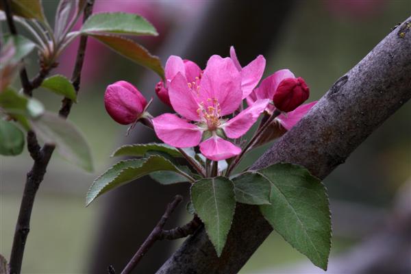Cherry tree bloom