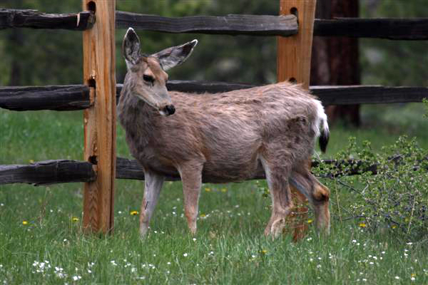Doe Mule Deer in May
