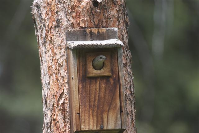 Mature Female Mountain Bluebird