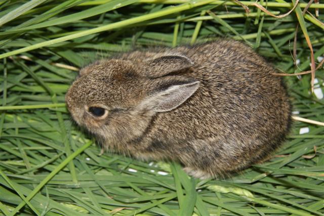 Baby Mountain Cottontail