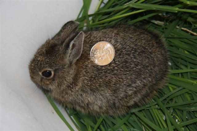 Baby Mountain Cottontail