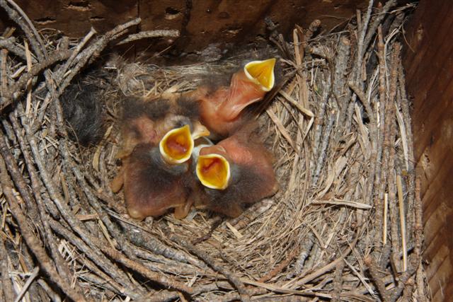 Four Baby Mountain Bluebirds