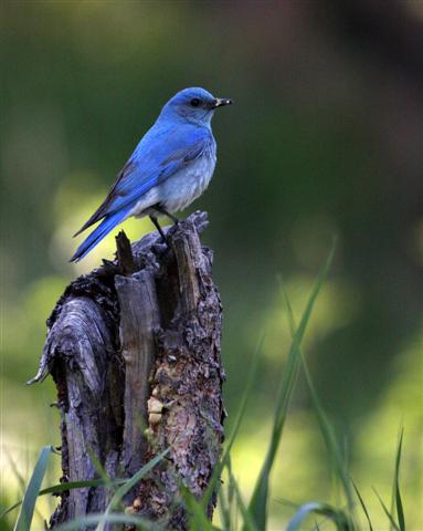 Mature Male Mountain Bluebird
