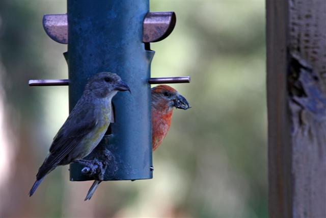 Red Crossbills Red Crossbills