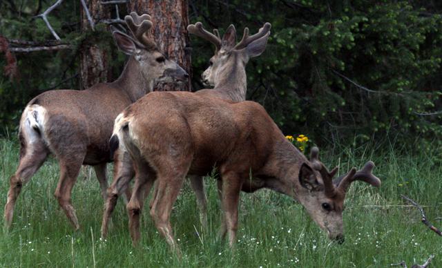 Mule Deer Bucks in Velvet Mule Deer Bucks in Velvet