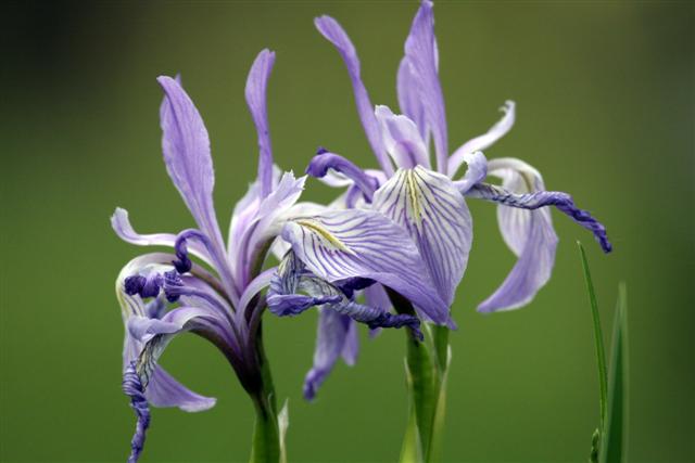 Rocky Mountain Iris