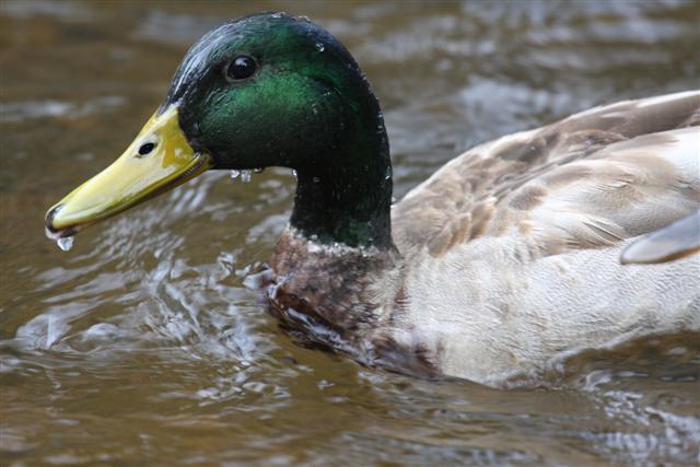 Mallard Drake