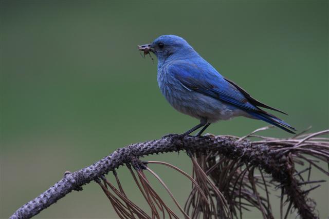 Mature Male Mountain Bluebird