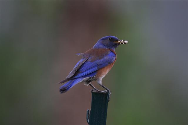 Mature Male Western Bluebird