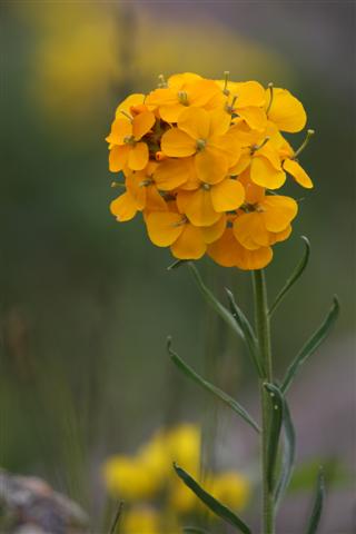 Western Wallflower Western Wallflower