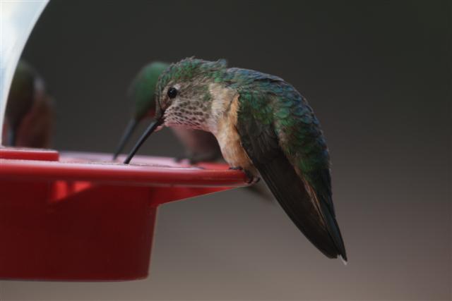 Female Broad-tailed Hummingbird at Echo Lake Lodge