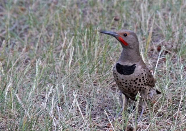 Northern (Red-Shafted) Flicker Northern (Red-Shafted) Flicker