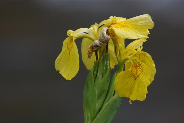 Yellow Iris