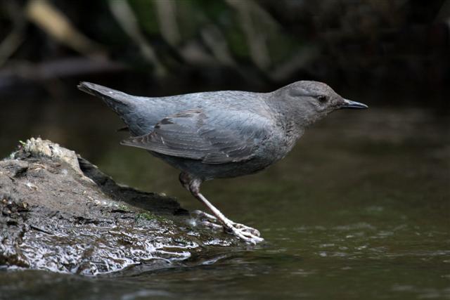 American Dipper