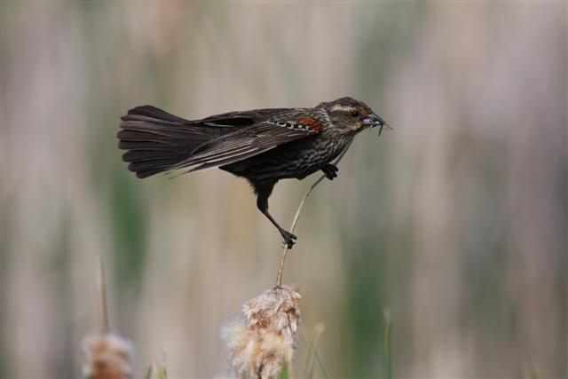 Male Red-winged Blackbird Male Red-winged Blackbird