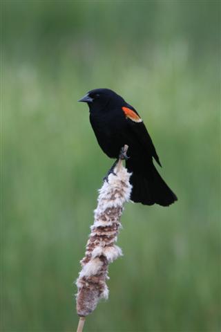 Female Red-winged Blackbird Female Red-winged Blackbird