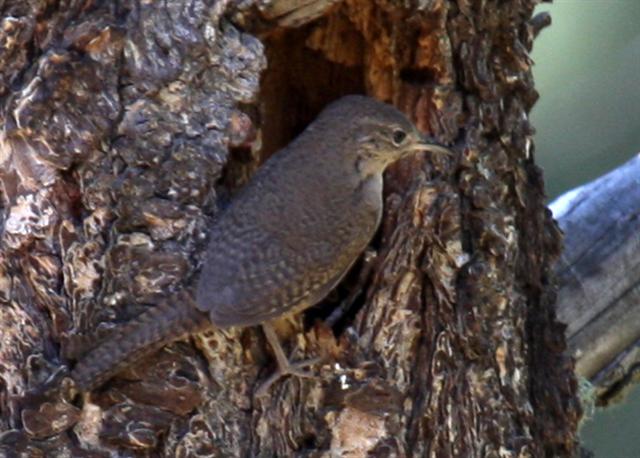 House Wren