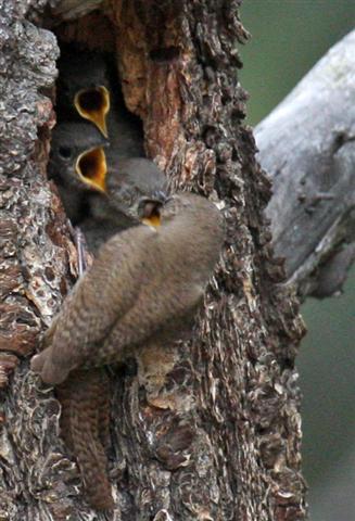 House Wren