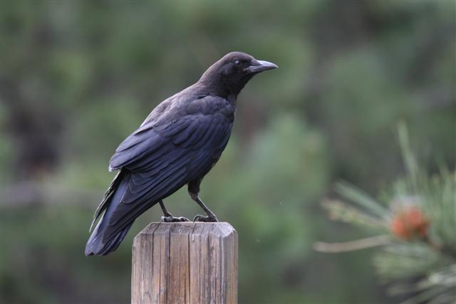 American Crow