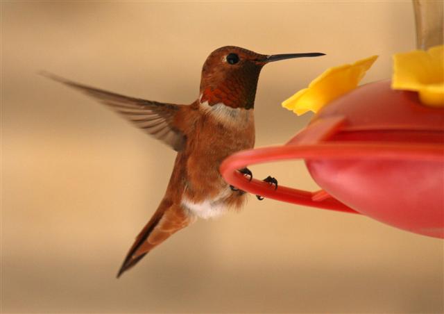 Rufous Hummingbird