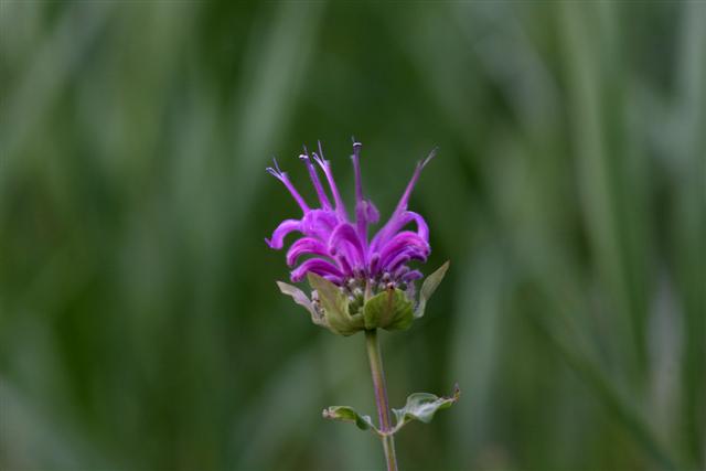 Wild Bergamot