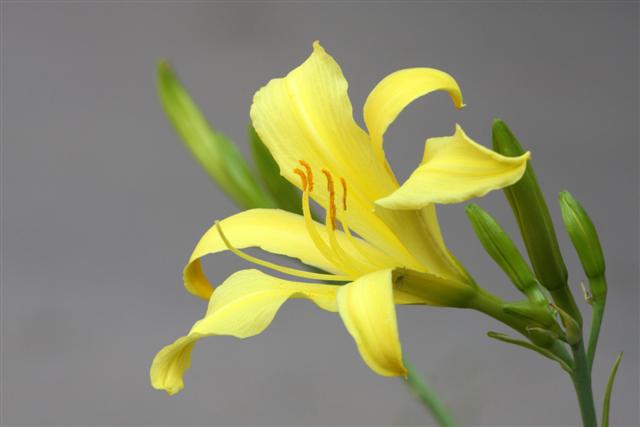 Yellow Flag Iris