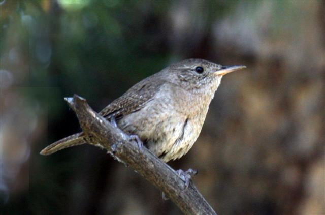 House Wren