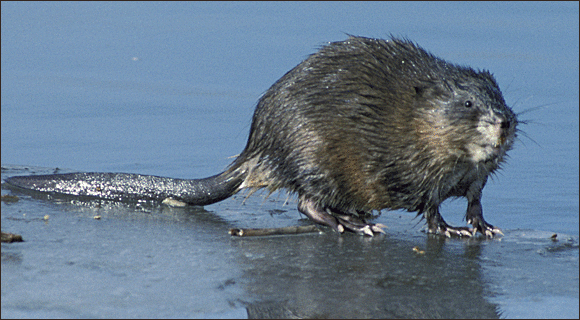 Muskrat.png