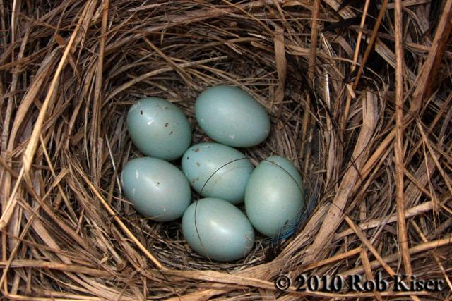 House Wren Egg Hatching for Pinterest